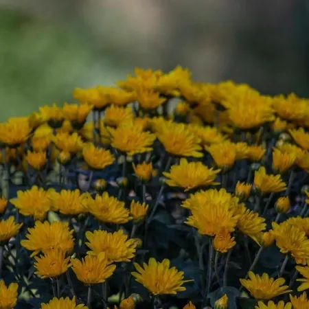 Beachfront Romantica Place Ground Floor * Agia Pelagia Chlomou