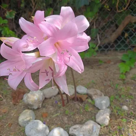 Beachfront Romantica Place Ground Floor * Agia Pelagia Chlomou